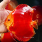 5.5+-"	Albino Red Golden Diamond