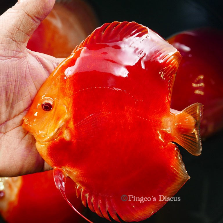 5.5+-"	Albino Red Golden Diamond