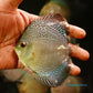 4"	Blue Scorpion