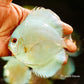 4.5"	Neon Sapphire