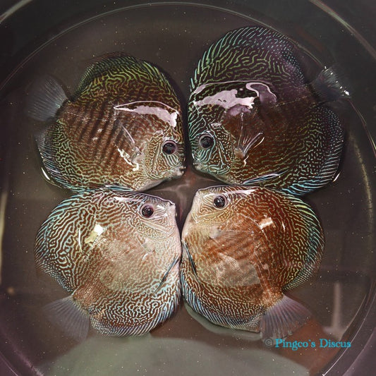 5"	Blue Snakeskin