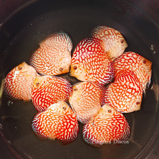 4+-"	Classic Checkerboard Pigeon