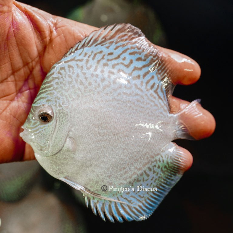 4"	Altum Flora Snakeskin