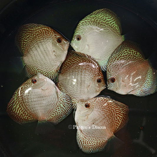 4"	Altum Flora Snakeskin