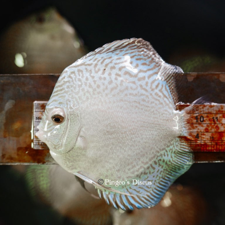 4"	Altum Flora Snakeskin