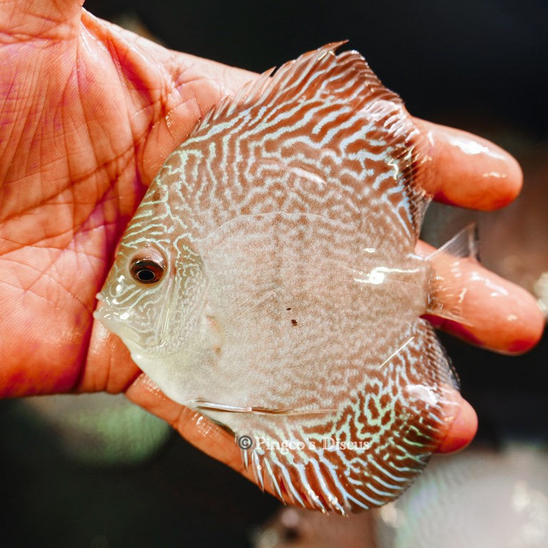 4"	Altum Flora Snakeskin