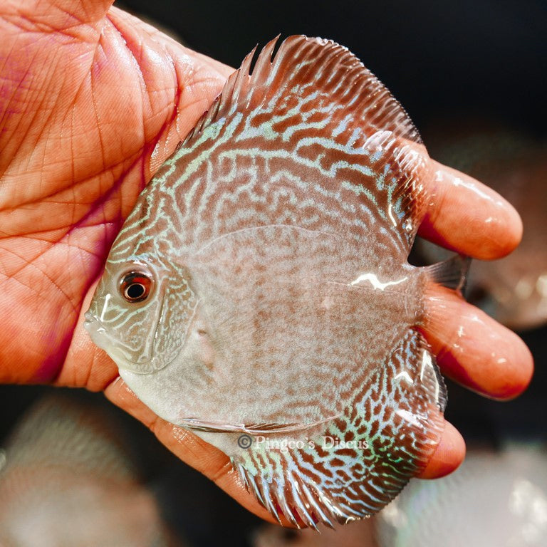 4"	Altum Flora Snakeskin