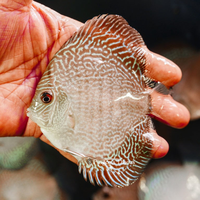 4"	Altum Flora Snakeskin