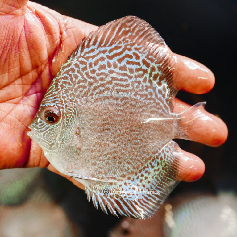 4"	Altum Flora Snakeskin