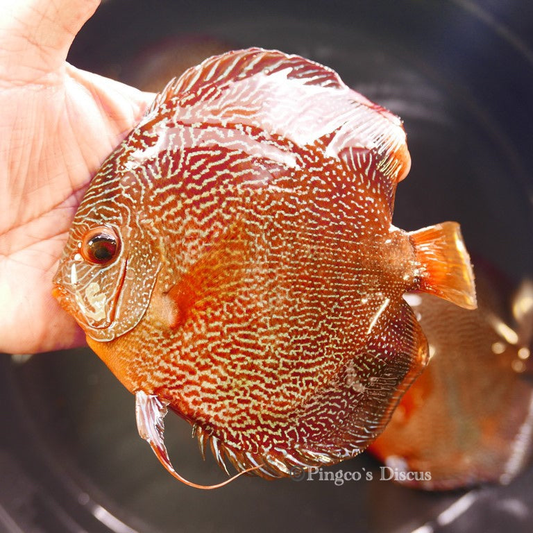 6"+-	Fineline Red Snakeskin