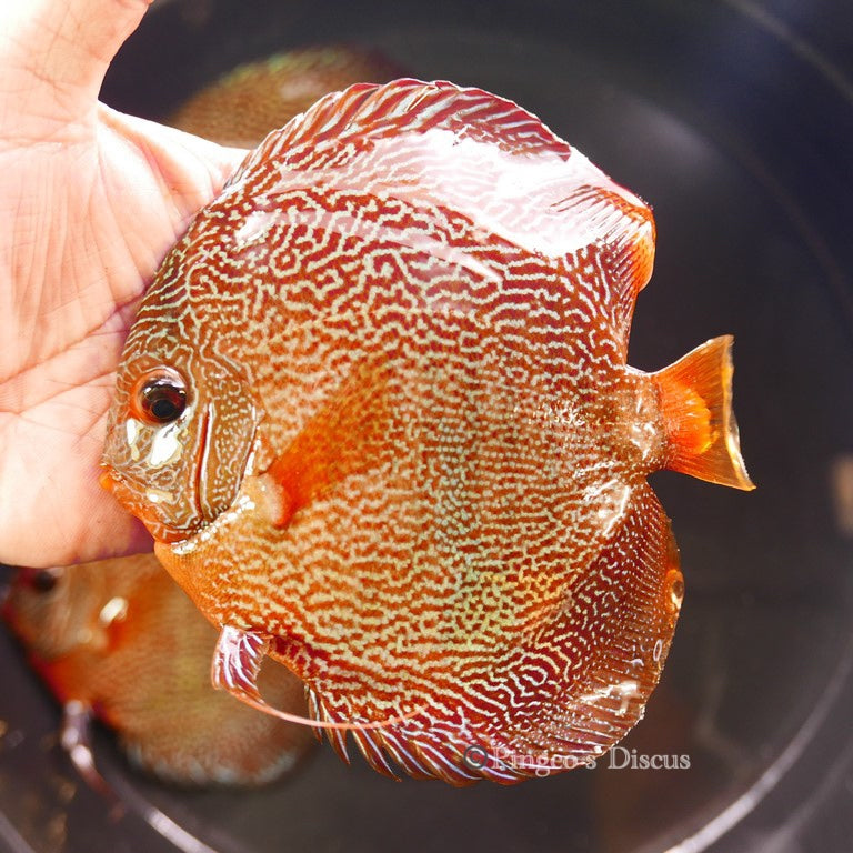 6"+-	Fineline Red Snakeskin