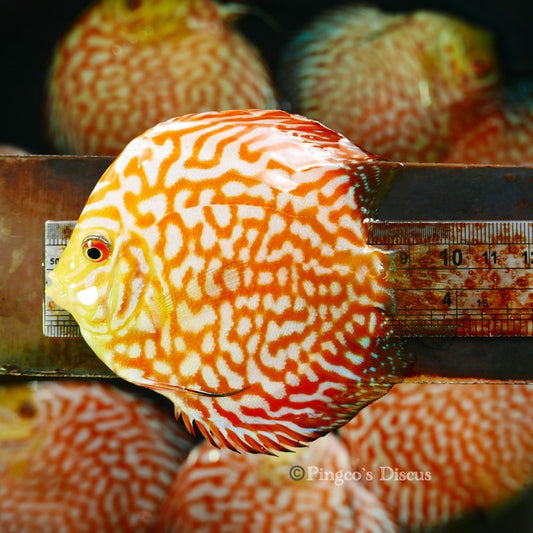 4"	Golden Checkerboard Pigeon