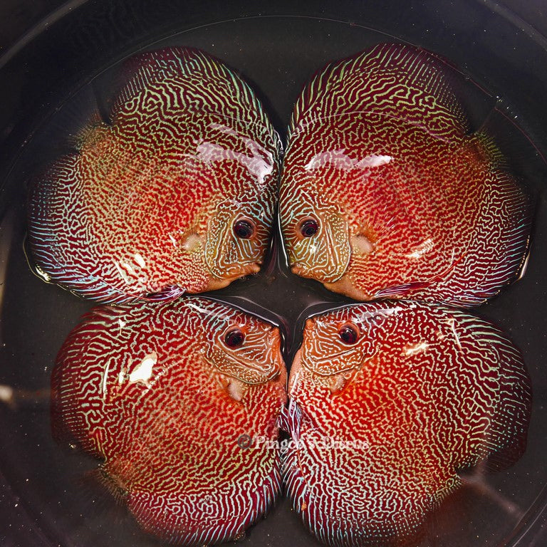 6"-	German Red Snakeskin (Select Grade)