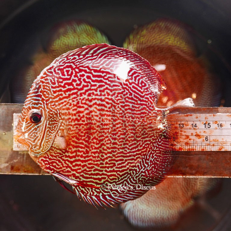 6"-	German Red Snakeskin (Select Grade)