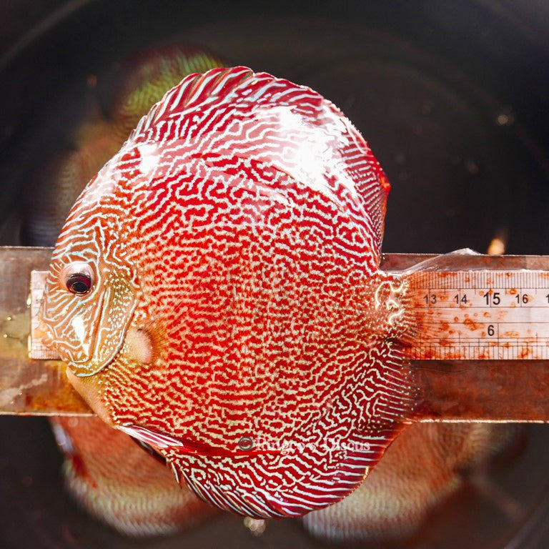 6"-	German Red Snakeskin (Select Grade)