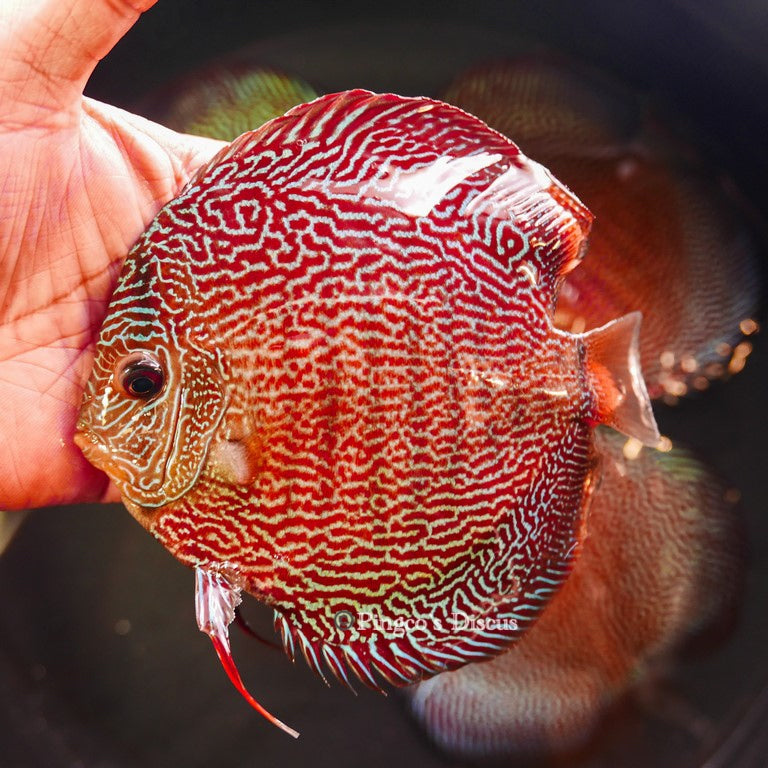 6"-	German Red Snakeskin (Select Grade)