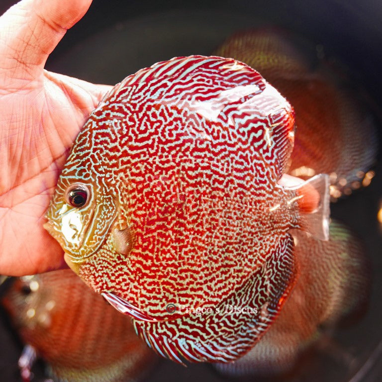 6"-	German Red Snakeskin (Select Grade)