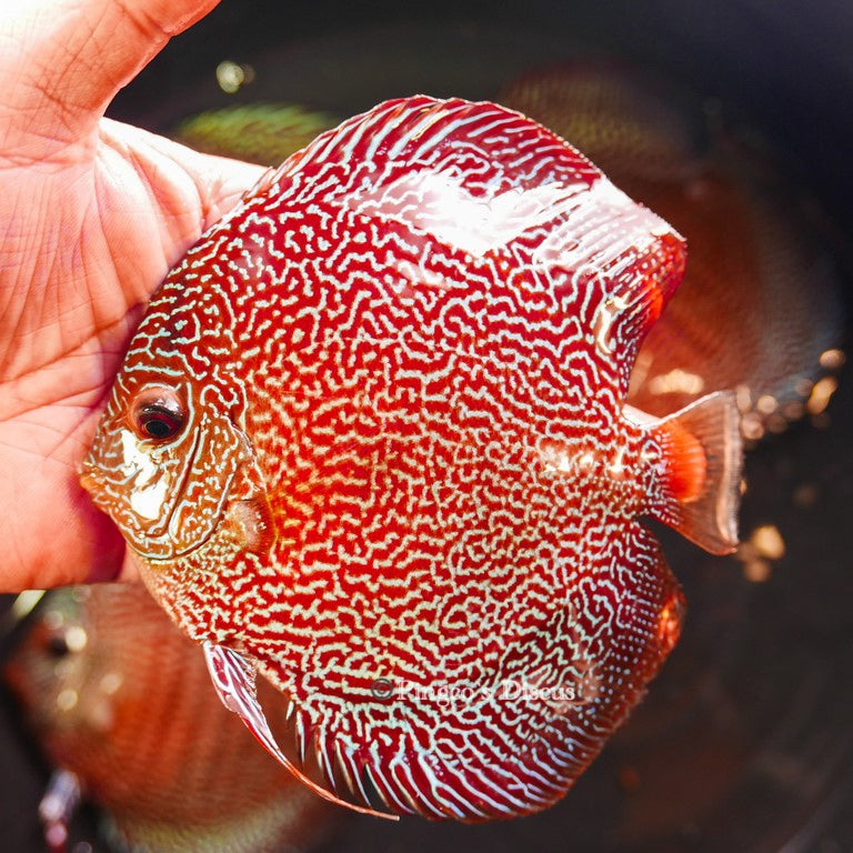 6"-	German Red Snakeskin (Select Grade)