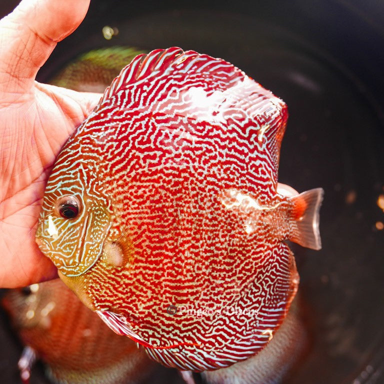 6"-	German Red Snakeskin (Select Grade)