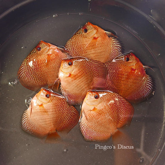 3.5"	German Red Snakeskin