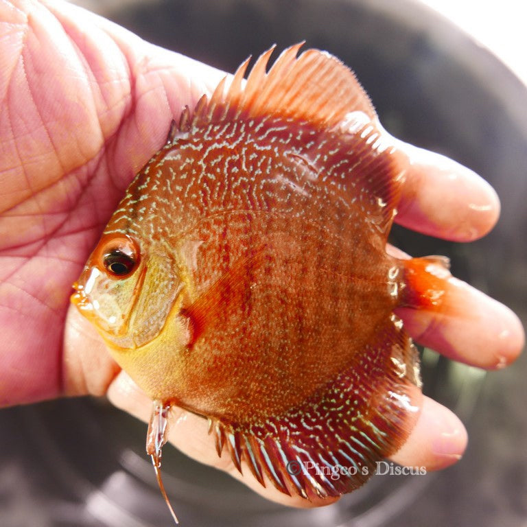 Red Snake Skin Discus 3.5