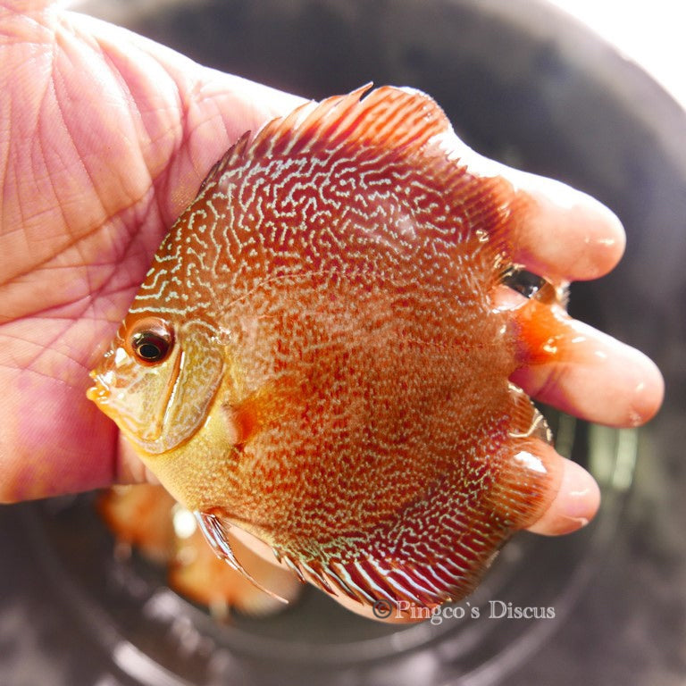 Red Snake Skin Discus 3.5