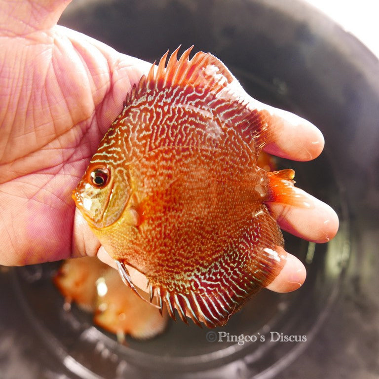 Red Snake Skin Discus 3.5