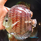 5.5"	German Red Turquoise