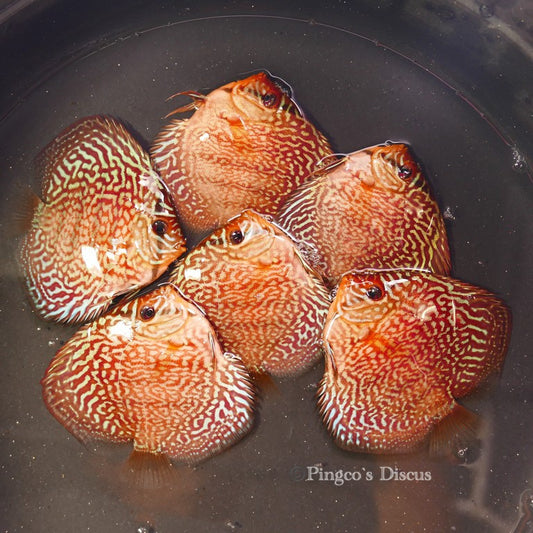 3.5"	German Red Turquoise