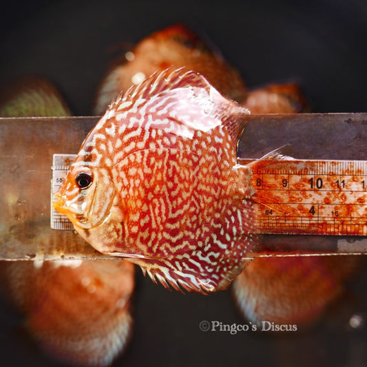 3.5"	German Red Turquoise