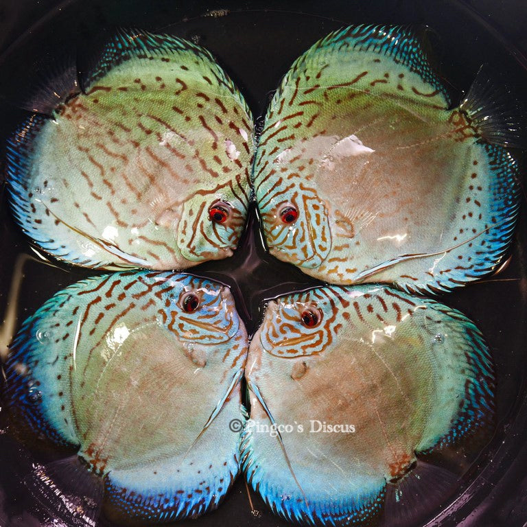 6.5"+-	Giant Blue Cobalt(Select Grade)