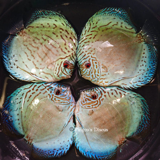 6.5"+-	Giant Blue Cobalt(Select Grade)