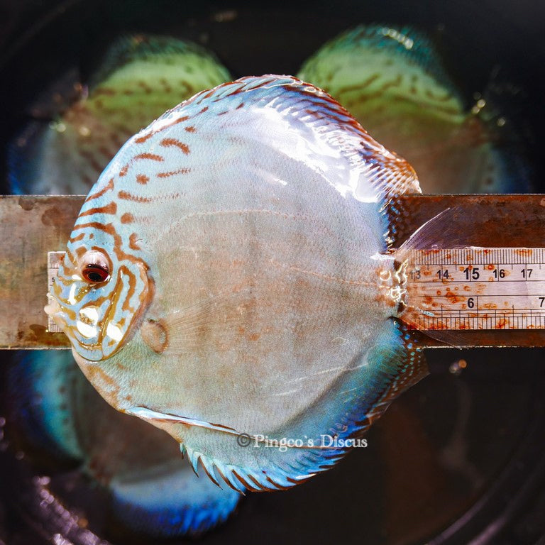 6.5"+-	Giant Blue Cobalt(Select Grade)