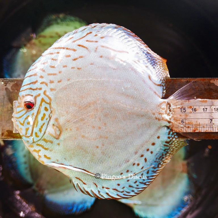 6.5"+-	Giant Blue Cobalt(Select Grade)