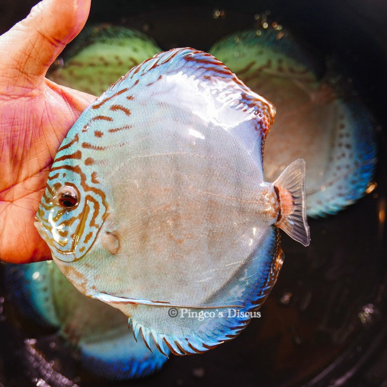 6.5"+-	Giant Blue Cobalt(Select Grade)