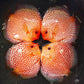 5.5+-"	Golden Pigeon Eruption