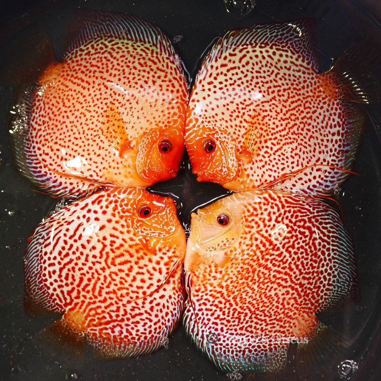 5.5+-"	Golden Pigeon Eruption