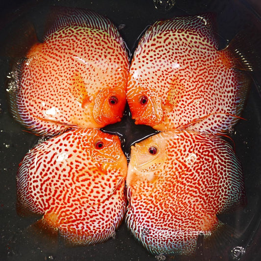 5.5+-"	Golden Pigeon Eruption