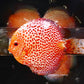 5.5+-"	Golden Pigeon Eruption