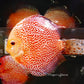 5.5+-"	Golden Pigeon Eruption