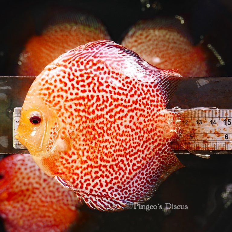 5.5+-"	Golden Pigeon Eruption