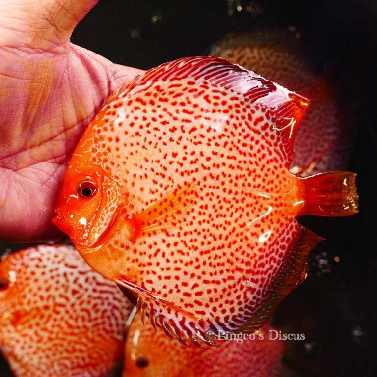 5.5+-"	Golden Pigeon Eruption