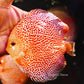 5.5+-"	Golden Pigeon Eruption