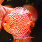 5.5+-"	Golden Pigeon Eruption