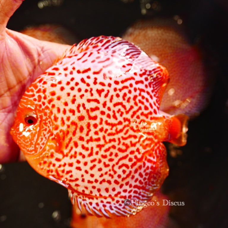5.5+-"	Golden Pigeon Eruption