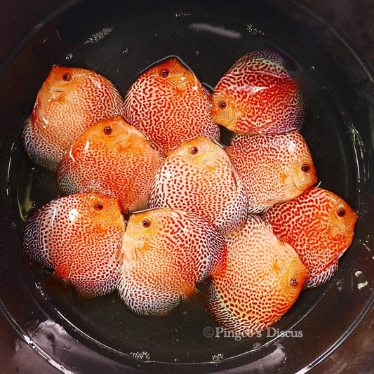 4-4.5"	Golden Pigeon Eruption