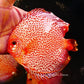 5.5+-"	Golden Pigeon Eruption