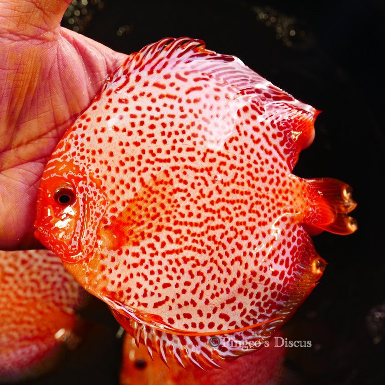 5.5+-"	Golden Pigeon Eruption