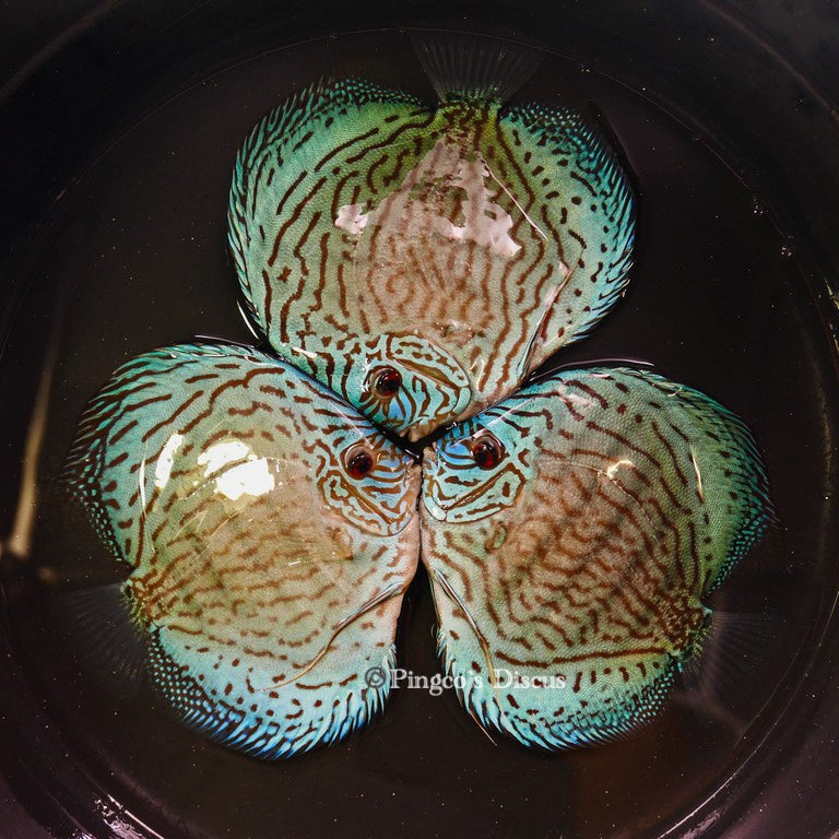 6"+-	Metalic Classic Blue Turquoise (Select Grade)