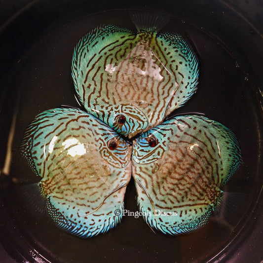 6"+-	Metalic Classic Blue Turquoise (Select Grade)